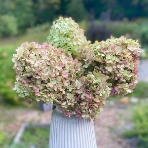 Real dried hydrangea flower blooms with stems - bouquet, crafts, wreath making